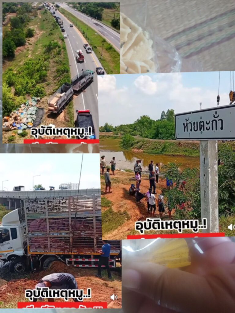 รถบรรทุกหมูเสียหลัก พลิกคว่ำคอสะพานห้วยตะกั่ว มุ่งหน้าบ้านใหม่ไชยพจน์ หมูตายนับสิบ-คนขับเจ็บ