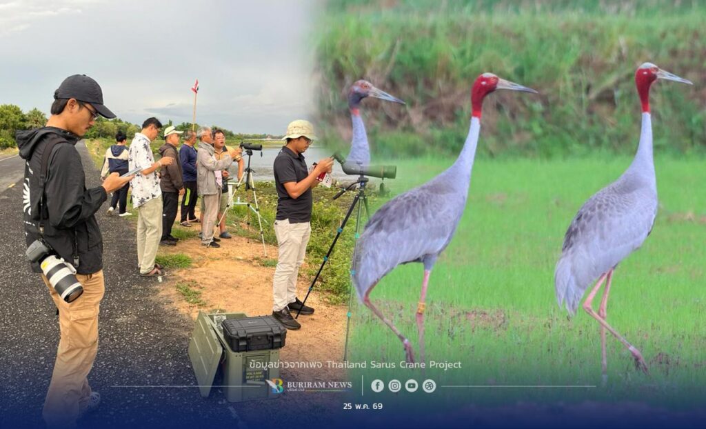 ลุยสำรวจประชากร “นกกระเรียนพันธุ์ไทย” โค้งสุดท้ายก่อนฤดูผสมพันธุ์ ชวนชุมชนร่วมใจอนุรักษ์