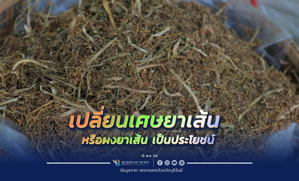 เปลี่ยนเศษยาเส้น ให้เป็นประโยชน์ ผลิตน้ำหมักกำจัดแมลง ลดต้นทุนการผลิต